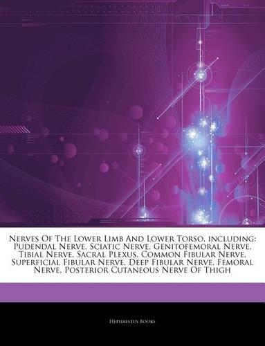 Articles on Nerves of the Lower Limb and Lower Torso, Including: Pudendal Nerve, Sciatic Nerve, Genitofemoral Nerve, Tibial Nerve, Sacral Plexus, Common Fibular Nerve, Superficial Fibular Nerve, Deep Fibular Nerve