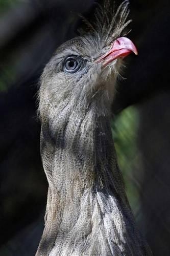 Red-Legged Seriema Close-Up Journal: 150 page lined notebook/diary
