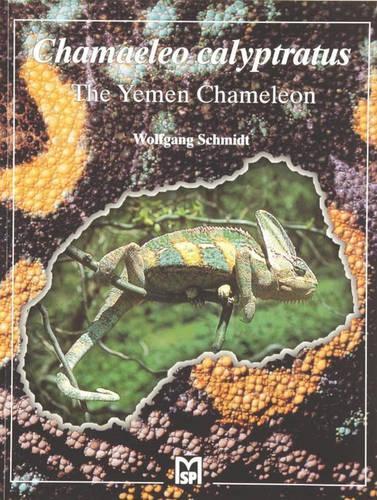 The Yemen Chameleon
