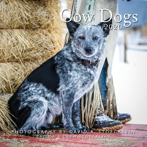 2020 Cow Dogs Calendar