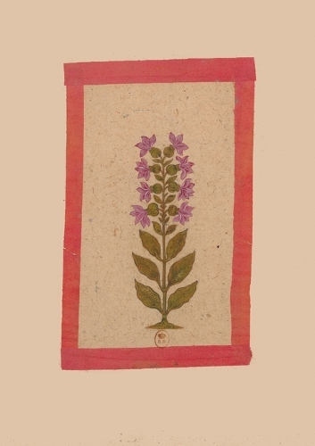 Carnet Ligné Fleur 2, Miniature Indienne 18e Siècle: (Bnf Botanique)