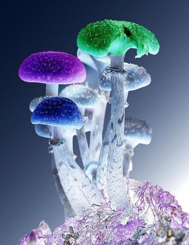 Mushroom Notebook: Dot Grid Notebook Journal 8.5 x 11 202 Pages