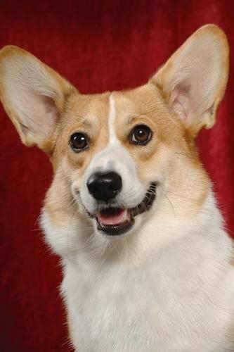 The Pembroke Welsh Corgi Dog Journal: 150 page lined notebook/diary
