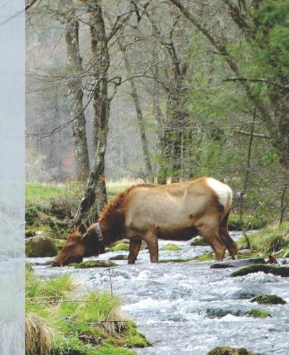 Pretty Female Elk Drinking in a Smoky Mountain Park Stream Wide-ruled School Composition Lined Notebook: (1 Cool Animals Covers: School Supplies & Stuff)