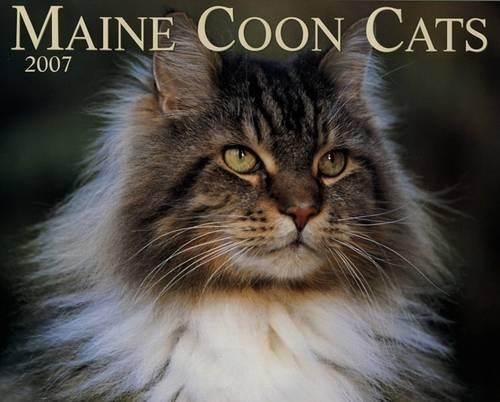 Maine Coon Cats