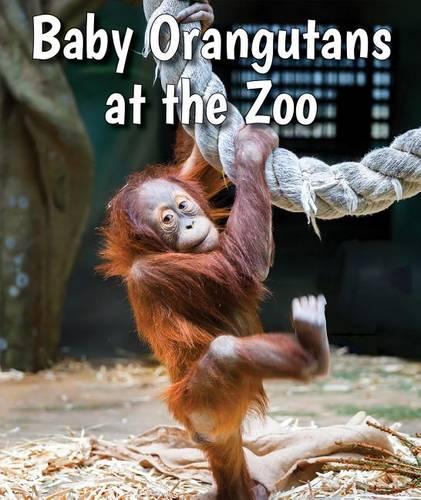 Baby Orangutans at the Zoo: (All about Baby Zoo Animals)