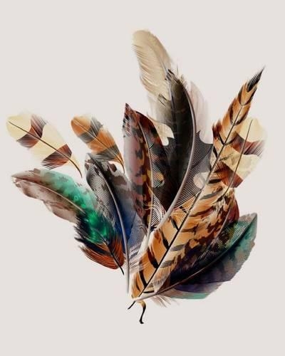 When Feathers Appear Angels Are Near