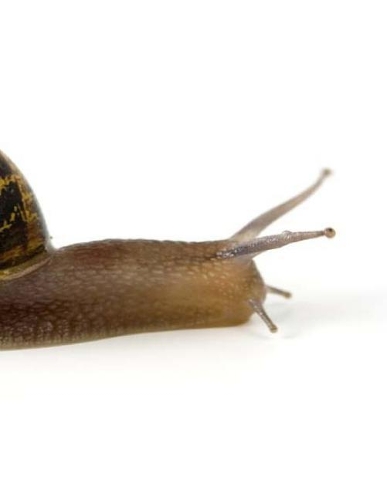 Snail Slime Slug Snails Slimy Slippery Slithery Pest Reptile Animal Insect