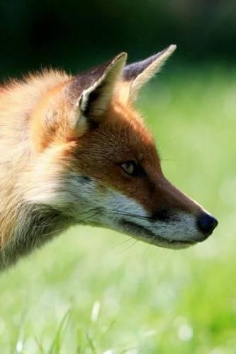 Mind Blowing Fox Portarait: 150 page lined journals