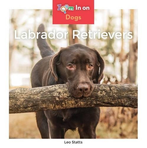 Labrador Retrievers: (Dogs (Abdo Zoom))