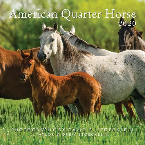 2020 American Quarter Horse Calendar