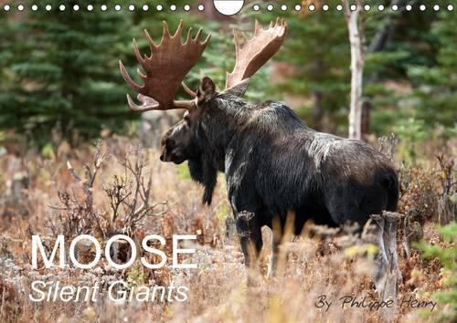Moose / UK-Version 2017: Silent Giants(Calvendo Animals)