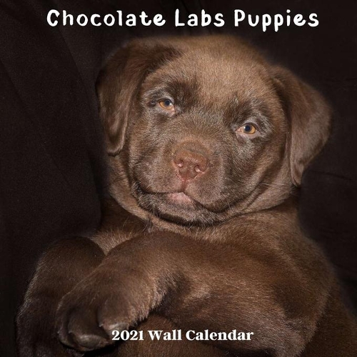 Chocolate Labs Puppies 2021 Wall Calendar