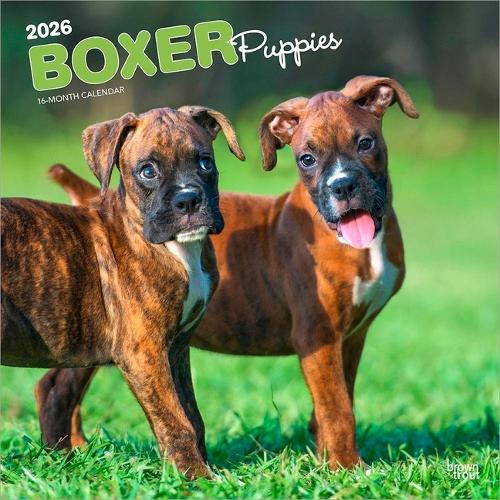 Boxer Puppies 2026 12 X 24 Inch (Hanging) Monthly Square Wall Calendar Plastic-Free