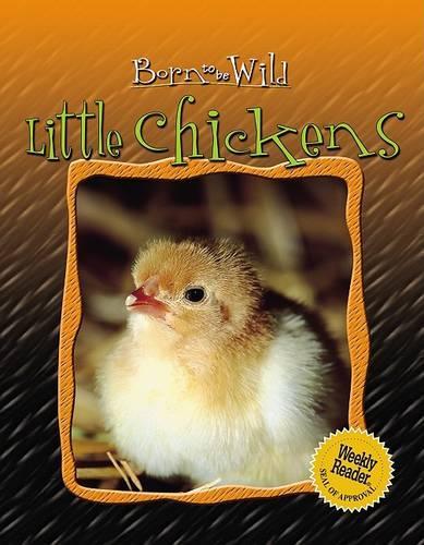 Little Chickens