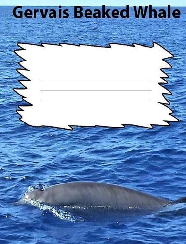 Gerva's Beaked Whale Wide Ruled Line Paper Composition Book: Whale Fan, Elementary Students, Teen journals, Adult Notebooks, Visual Impaired
