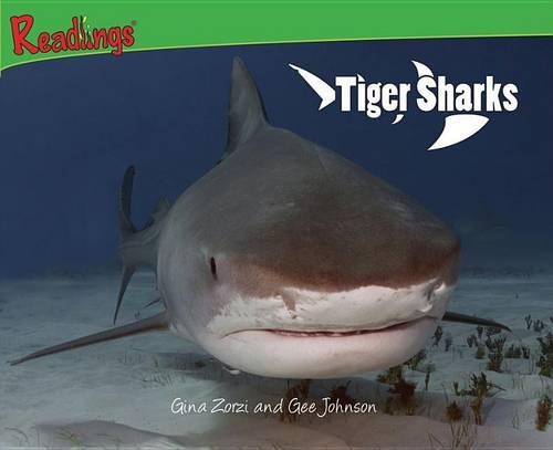 Tiger Sharks