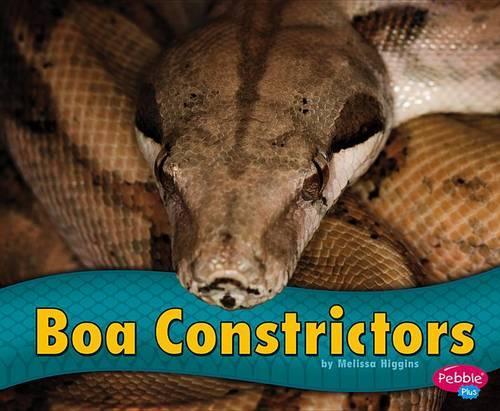 Boa Constrictors: (Snakes)