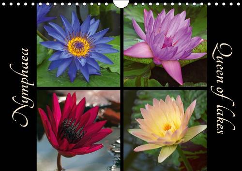 Nymphaea - Queen of lakes 2019: Colourful blossoms of  waterlilies.(Calvendo Nature)