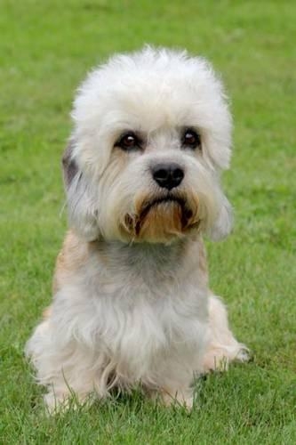 Dandie Dinmont Terrier