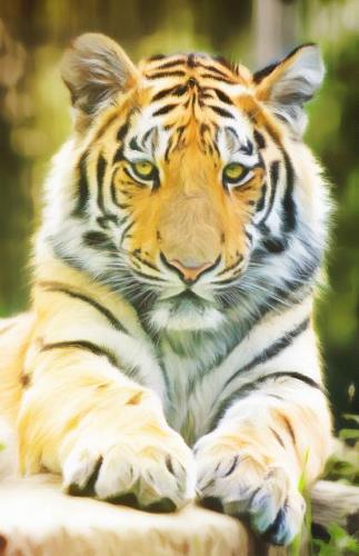 Journal Notebook For Cat Lovers - Tiger: Blank Journal To Write In, Unlined For Journaling, Writing, Planning and Doodling, For Women, Men, Kids, 160 Pages, Easy To Carry Size(72 Blank Journal Notebook)