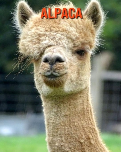 Alpaca