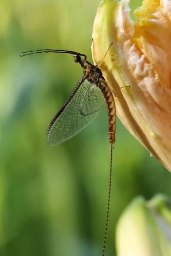 Michigan Mayfly Spinner (Hexagenia Limbata) Journal: 150 Page Lined Notebook/Diary