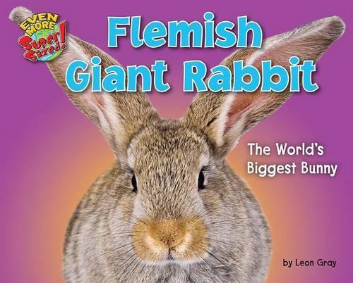 Flemish Giant Rabbit
