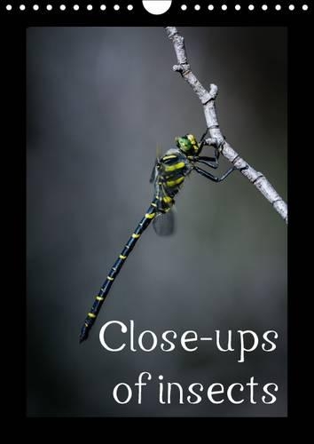 Close-ups of insects 2016: Portraits of insects of the Pyrenees in their natural environment(Calvendo Nature)