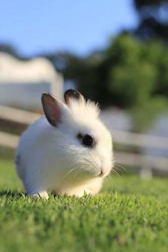 A Tiny White Baby Bunny Rabbit Journal
