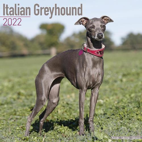 Italian Greyhound 2022 Wall Calendar