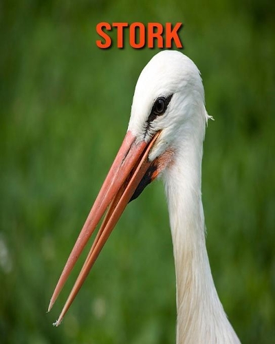 Stork: Fun Facts & Cool Pictures