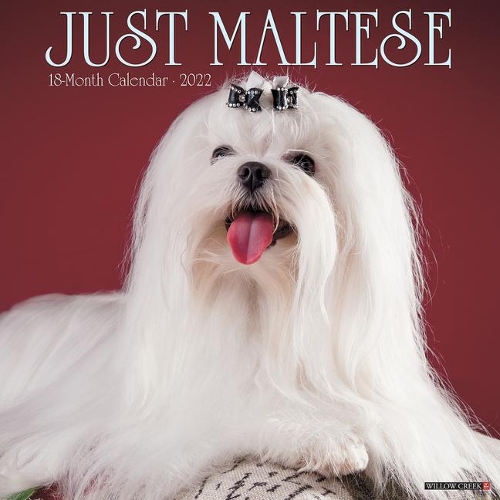 Just Maltese 2022 Wall Calendar (Dog Breed)