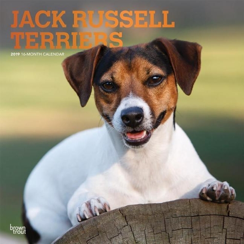 Jack Russell Terriers 2019 Square Foil