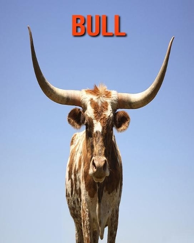 Bull: Fun Learning Facts About Bull