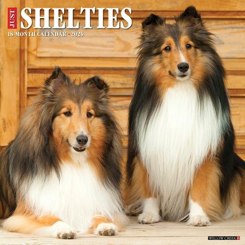 Shelties 2026 12 X 12 Wall Calendar