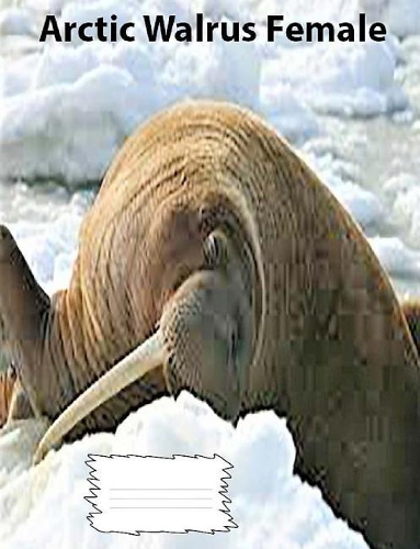 Arctic Walrus Female Wideruledlinepaper Composition Book
