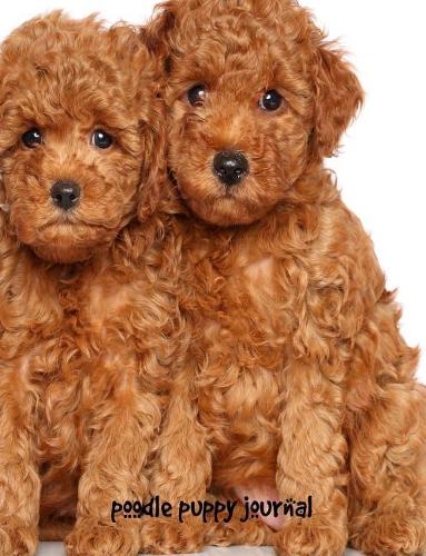 Poodle Puppy Journal: 7.44 x 9.69 inch, story paper for kids, composition book for kids, 200 pages