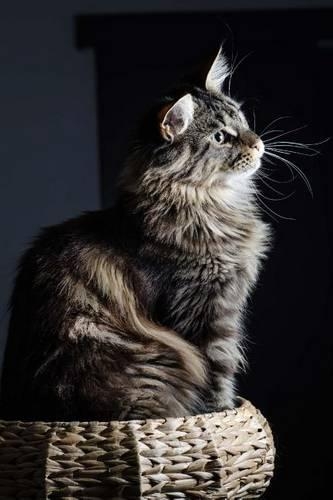 Maine Coon Cat Perched with Dignity Journal: 150 Page Lined Notebook/Diary