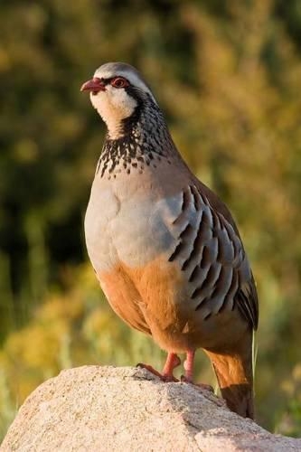 Red-Legged Partridge Journal: 150 Page Lined Notebook/Diary