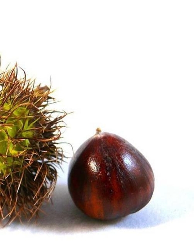 Nut Nuts Pistachios Almond Fruit Coconut Natural Gluten Free Peanut Salted Mixed: Notebook Large Size 8.5 x 11 Ruled 150 Pages Softcover For Home School Office College Personal Use Composition Book School Exercise Book Business Co