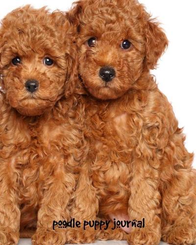 Poodle Puppy Journal: 8 x 10 inch, college ruled composition book, composition book for kids, 150 pages