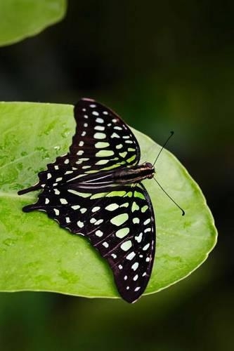 Tailed Jay Butterfly (Graphium Agamemnon) Journal