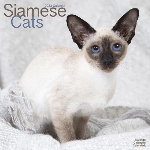 Cats - Siamese 2023 Wall Calendar