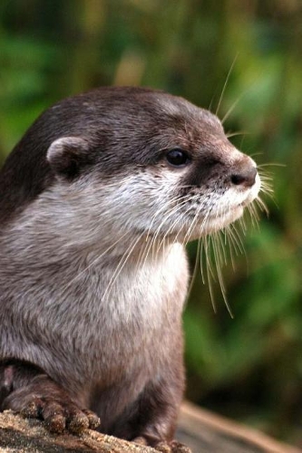 Otter Notebook