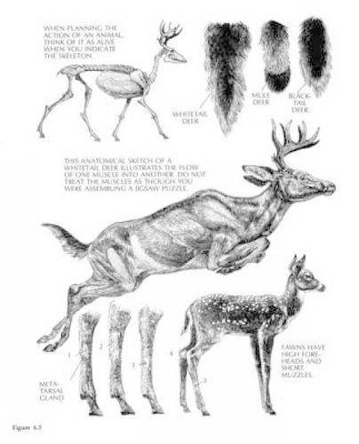 The Art of Painting and Drawing Animals