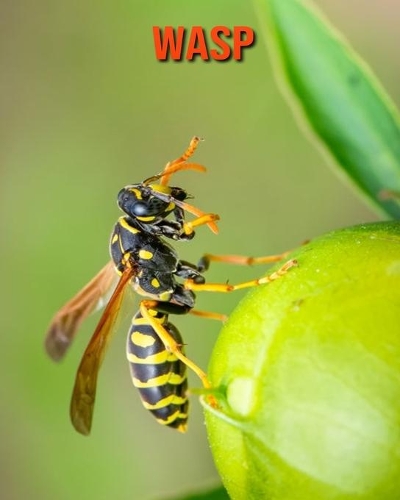 Wasp: Learn About Wasp and Enjoy Colorful Pictures